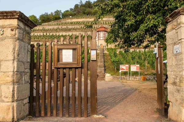 S_006_Winzervereinigung.1.Freyburg. 00_Weinbergführung.Winzergenossenschaft.Freiburg.Unstrut.jpg